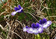40 ecco la carnivora-insettivora 'Pinguicola alpina'